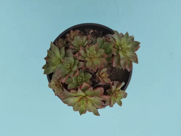 Echeveria conspiradora - Imagen 3
