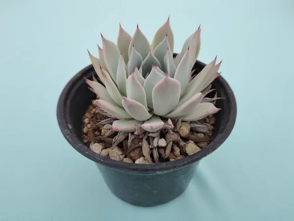 Echeveria cuspidata - Imagen 2