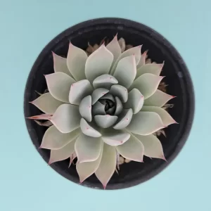 Echeveria cuspidata