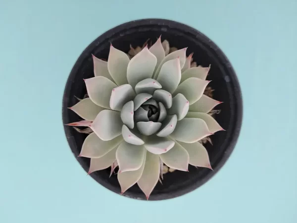 Echeveria cuspidata