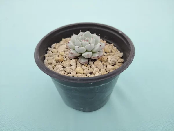 Echeveria cuspidata var. zaragozae - Imagen 2