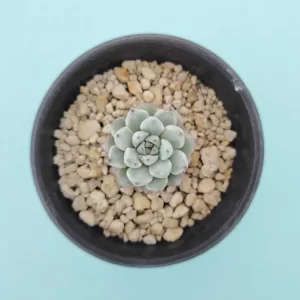 Echeveria cuspidata var. zaragozae