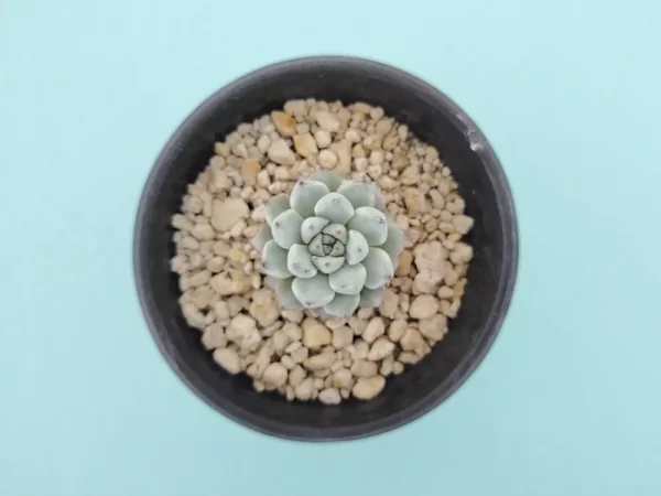 Echeveria cuspidata var. zaragozae