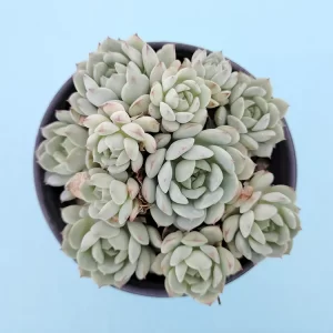 Echeveria derenbergii