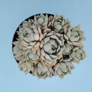 Echeveria. derenbergii selección