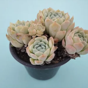 Echeveria elegans