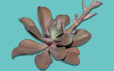 Echeveria xochipalensis (Crassulaceae), a new species from Guerrero, Mexico