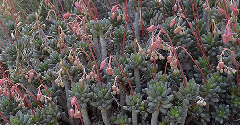 Pachyphytum viscidum sp
