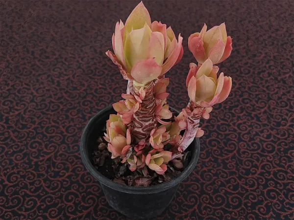 E. pallida _mini - Imagen 2