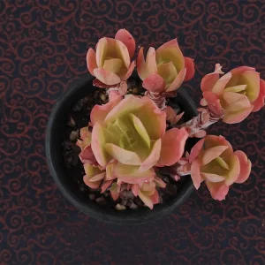 E. pallida _mini