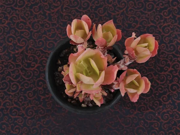 E. pallida _mini