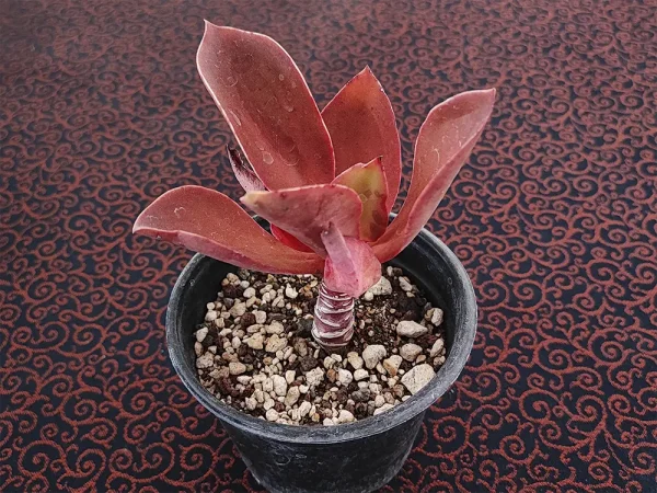 E. patriotica - Imagen 2
