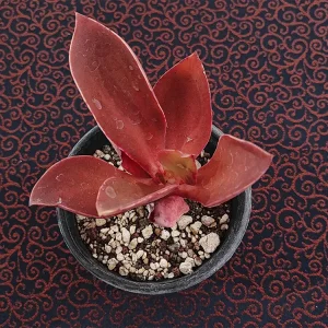 E. patriotica