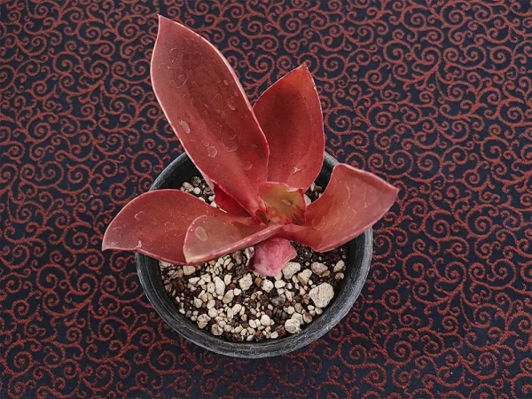 E. patriotica