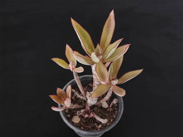 E. penduliflora - Imagen 2