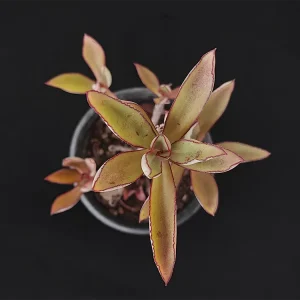 E. penduliflora