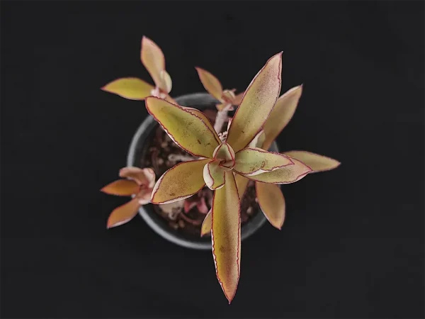 E. penduliflora