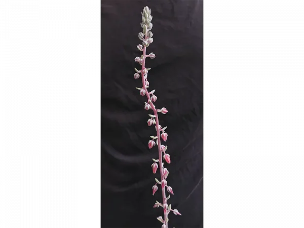 E. penduliflora - Imagen 3
