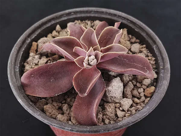 E. perezcalixii - Imagen 2