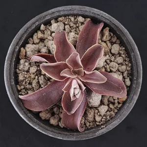 E. perezcalixii