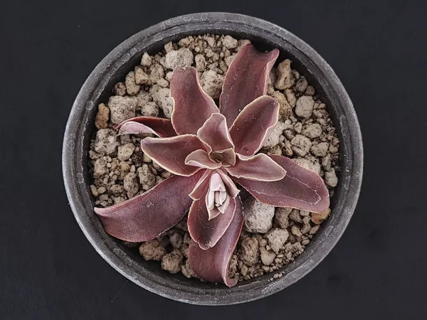E. perezcalixii