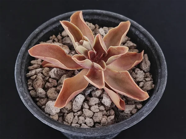 E. perezcalixii - Imagen 3