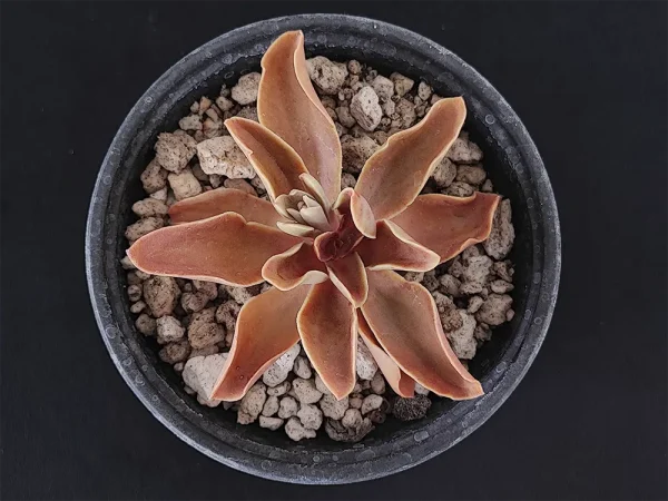E. perezcalixii - Imagen 4