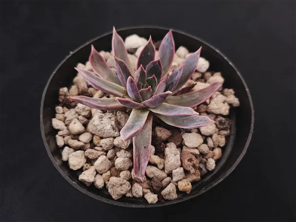 E. pinetorum (subsessilis) - Imagen 2