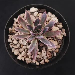 E. pinetorum (subsessilis)