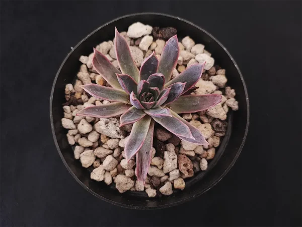 E. pinetorum (subsessilis)