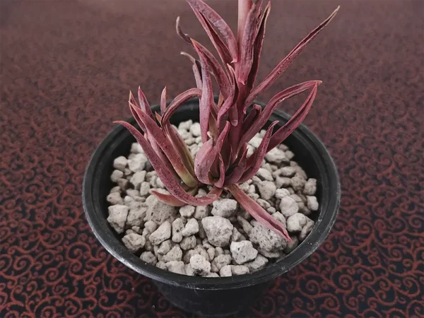E. platyphylla selecta - Imagen 2