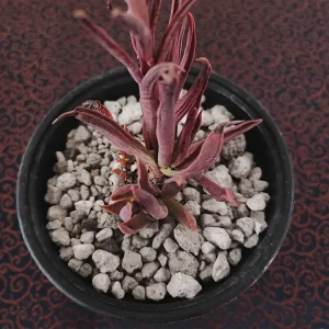 E. platyphylla selecta