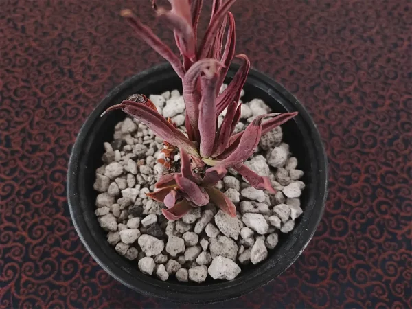 E. platyphylla selecta