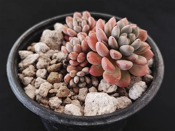 E. amoena microcalyx - Imagen 2