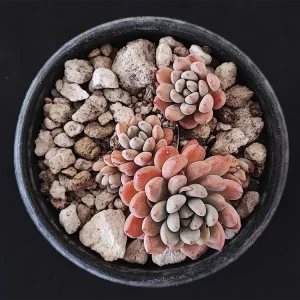 E. amoena microcalyx
