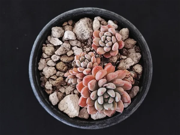 E. amoena microcalyx