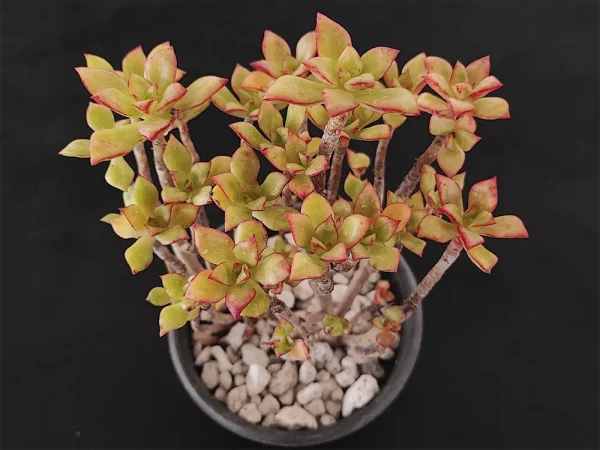 E. pringlei - Imagen 2