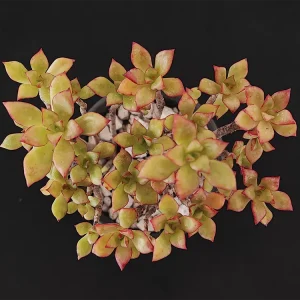 E. pringlei