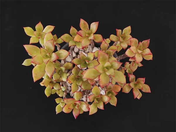 E. pringlei