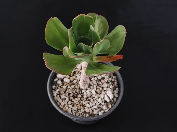 E. procera - Imagen 2