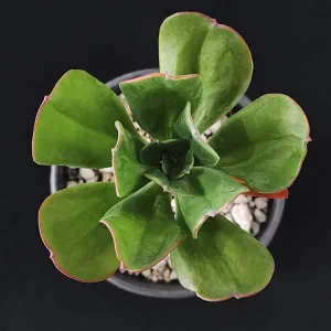 E. procera