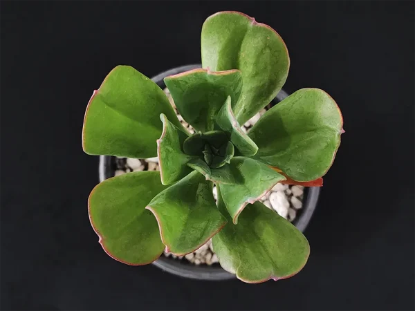 E. procera