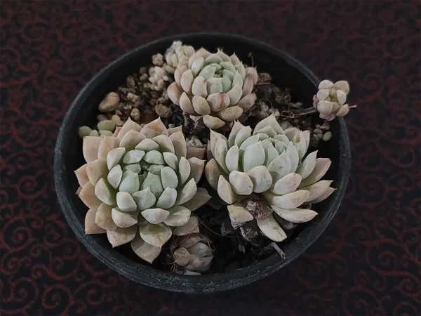 E. prolifica - Imagen 2
