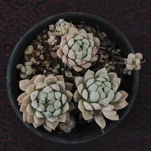 E. prolifica