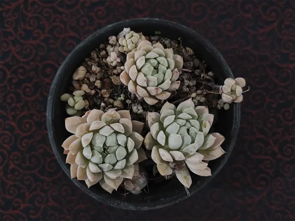 E. prolifica
