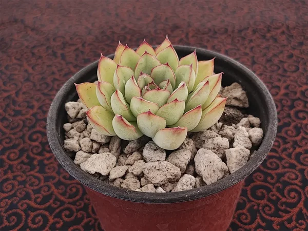 E. pullidonis - Imagen 2