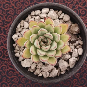 E. pullidonis