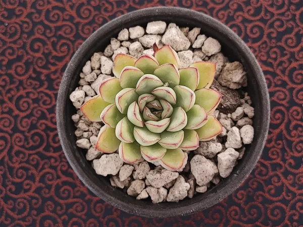 E. pullidonis