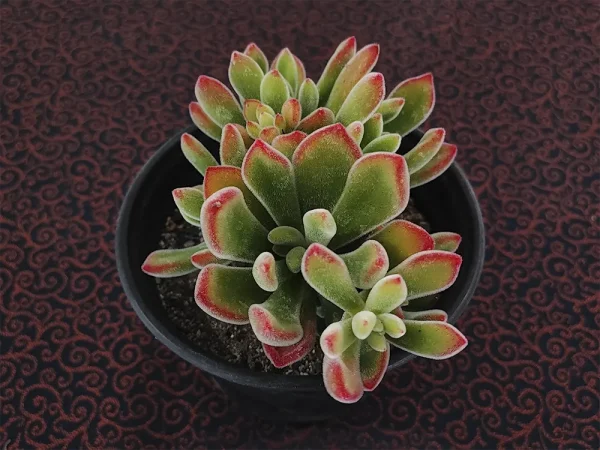 E. pulvinata var pulvinata_ - Imagen 2