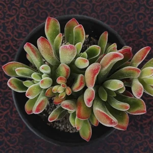 E. pulvinata var pulvinata_